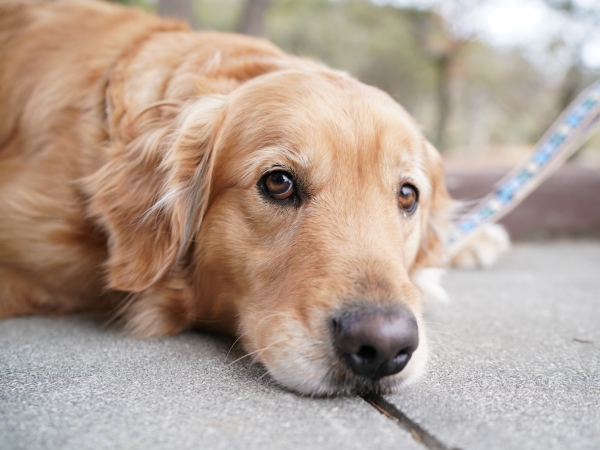 愛犬ノラ(土日やお天気の良い日はカフェの前でのんびり過ごしています)