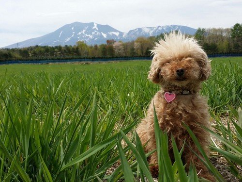 看板犬えるもちゃん。浅間山をバッグにポーズ