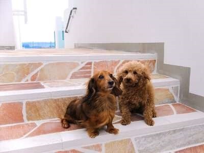 わんちゃんとご家族さまのドギーエントランス