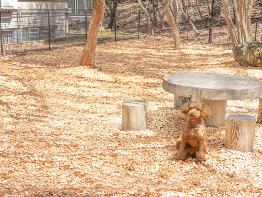 屋外ドッグラン