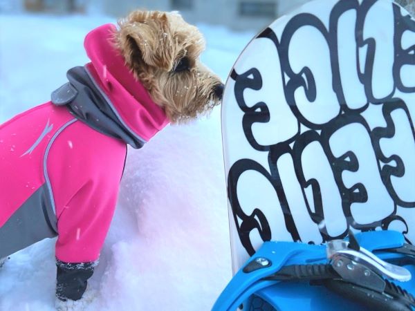 白馬パウダーマウンテン　愛犬