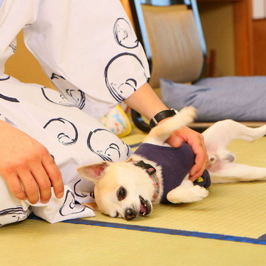 和室のお部屋でワンちゃんものんびり