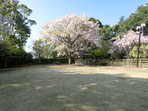 桜のドッグラン