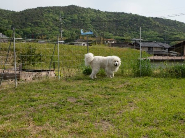 ドッグラン